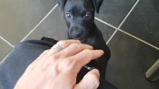 Cute Puppy Patterdale 2 Month Exploring World -- Bsls Estacado - By Spartan Law Spyker
