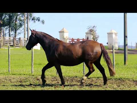 Lote 17   JOGADA FACIL DA SANTA EULÁLIA