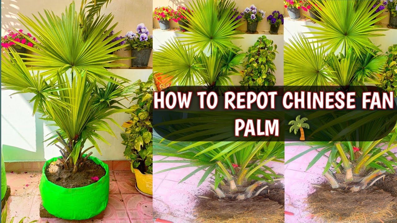 HOW TO REPOT BIG CHINESE FAN PALM PLANT EASILY IN GROW BAG🌴🌴 | CHINA PALM  REPOTTING 🌴🌴