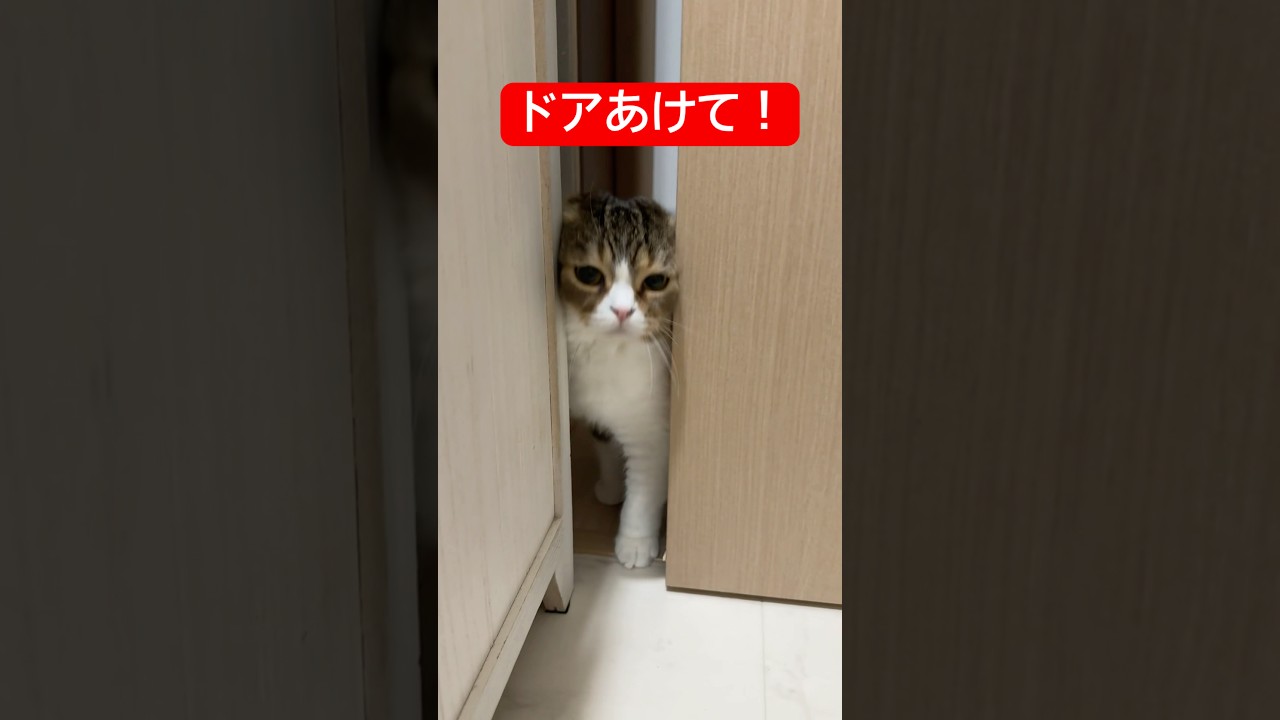 絶対侵入してくる猫 #猫のいる暮らし  #ぽこ太郎 #ねこ #猫 #ネコ #猫好きさんと繋がりたい #cat #子猫
