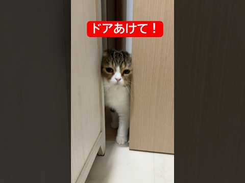 絶対侵入してくる猫 #猫のいる暮らし  #ぽこ太郎 #ねこ #猫 #ネコ #猫好きさんと繋がりたい #cat #子猫