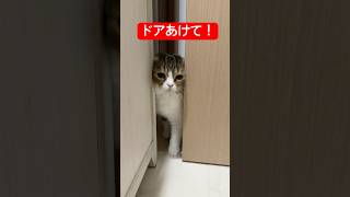 絶対侵入してくる猫 #猫のいる暮らし  #ぽこ太郎 #ねこ #猫 #ネコ #猫好きさんと繋がりたい #cat #子猫