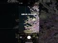 夜桜を綺麗に撮る撮り方#short#桜#夜桜#iPhone