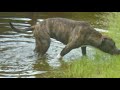 Вечерняя прогулка перед сном и водные процедуры.