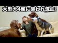 大型犬4頭の家へ遊びに行きたいと思ってる方こちらを見て下さい。考えが変わると思います