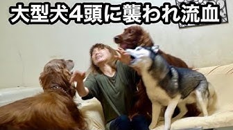 大型犬多頭飼い Youtube