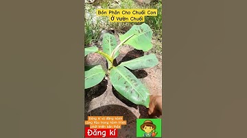 Bón Phân cho Chuối con ở Vườn Chuối. #nongnghiepvietnam #nôngnghiệpsạch #nôngnghiệp #chuối #shorts