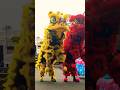 atraksi barongsai lion dance barongsai lion dance!!