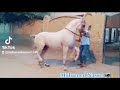 مؤه مصر مؤمن مدحت البيطار ابن المدرسه الهيب مؤه مصر مؤمن مدحت البيطار ابن المدرسه الهيب