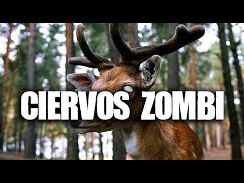 Video: ¿Los ciervos comen avellanas americanas?