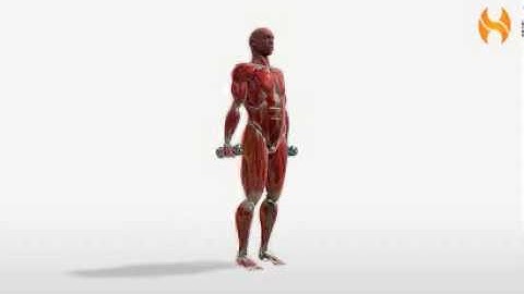 Exercise Videos- Dumbbell Reverse Lunge