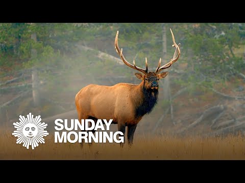 Nature: Elk at Yellowstone