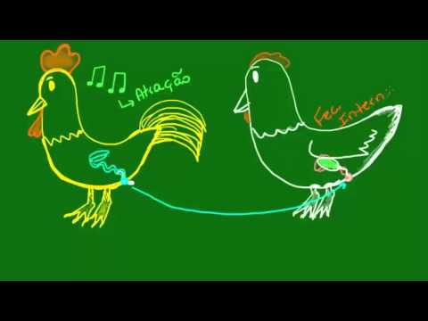 Vídeo: Como os pássaros acasalam? Características do sistema reprodutor