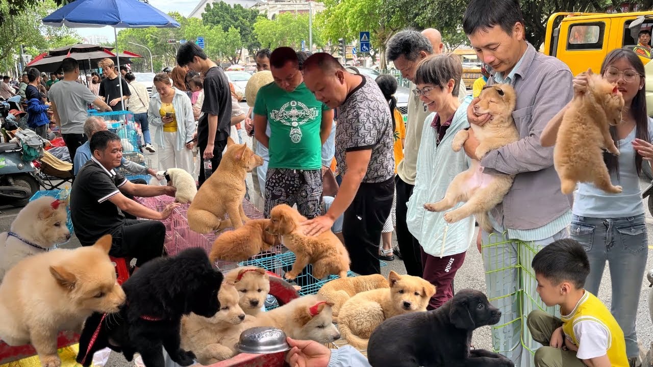 中国农村传统宠物交易市场，赶宠物大集，一条街都是买卖猫狗的，还有小鸟小猪小兔小乌龟，品种繁多品相俱佳，可以直接购买也可以物换物，200块的金毛，300块的拉布拉多，150块的中华田园犬，你会买一条吗？