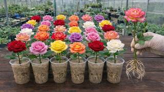 Propagate Thousands Of Rose Plants In Just 7 Days! Quick And Easy!