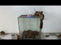 プラスチックの箱とチューブから作る最高のネズミ捕り / プラスチックパイプで作る安全なネズミ捕り