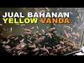 Jual bahanan yellow vanda