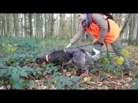 Epagneul Picard pointing Pheasant
