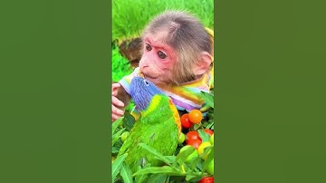 Baby monkey Bon Bon drives a tractor to help his mother harvest tomatoes.
