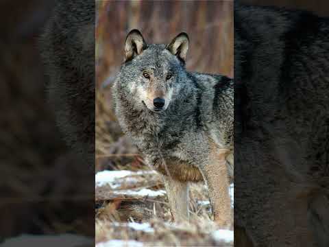Why Do Wolves