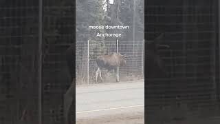 Moose in downtown anchorage #alaska #moose