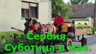 Сербия.  Суботица в мае.