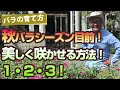 【バラの育て方】秋バラシーズン目前！美しく咲かせる方法！1・2・3！