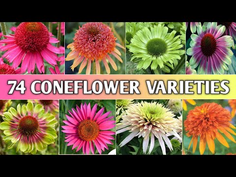 Videó: Echinacea növénytípusok: melyek a népszerű tobozvirágfajták
