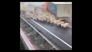 A truck hits the flock of sheep 😱😱 screenshot 3