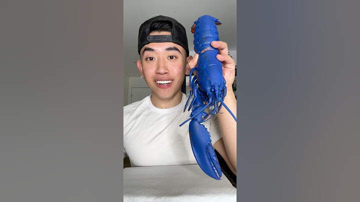 EATING PREGNANT BLUE LOBSTER