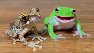 Hello!  aye aye 🐸 aye aye（frog） collection