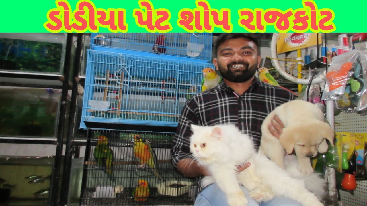 Dodiya pet shop Rajkot YouTube