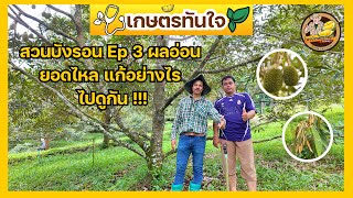 [สวนบังรอนEp3] เจอวิกฤตแตกใบอ่อนทั้งสวน ทำยังไงลูกถึงไม่ร่วงไปชมกันครับ