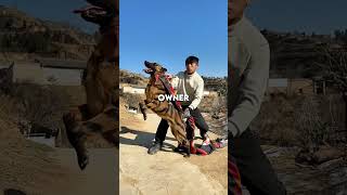 This Dog Has A Super High Jump 🐕#shorts