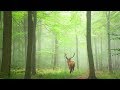 Relaxing Music 24/7, Calm Music, Sleep Music, Meditation for Sleep, Zen, Study Music, Peaceful Music