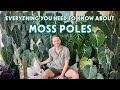 My ultimate moss pole guide  everything i have learned about moss poles over the last 3 years