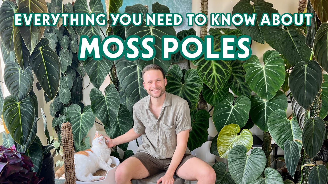 What size and style should I choose for my moss pole? – Mythos3Design