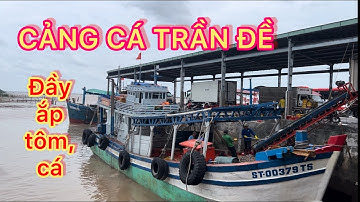 Tôm, cá, ... Quá nhiều - hàng trăm tấn tại Cảng cá Trần Đề/SEN TRẮNG TV