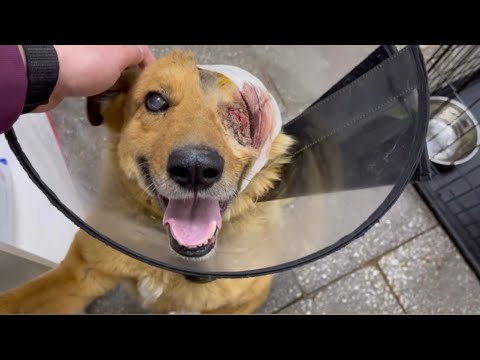 Будьте добрее, кто если не мы с вами о них позаботится 🐕🙏🏻 более 500 пострадавших животных спасены❤️