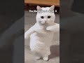 Let me lock in #cat #foryou #yeahhhhh #memes #idk
