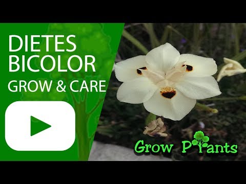 Dietes bicolor - grow & care (African iris)