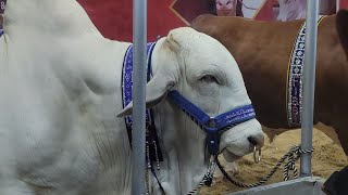 Dalfa cattle show season 05 🥰🌍🌙 #dcs #brahman #cow #cowmandi