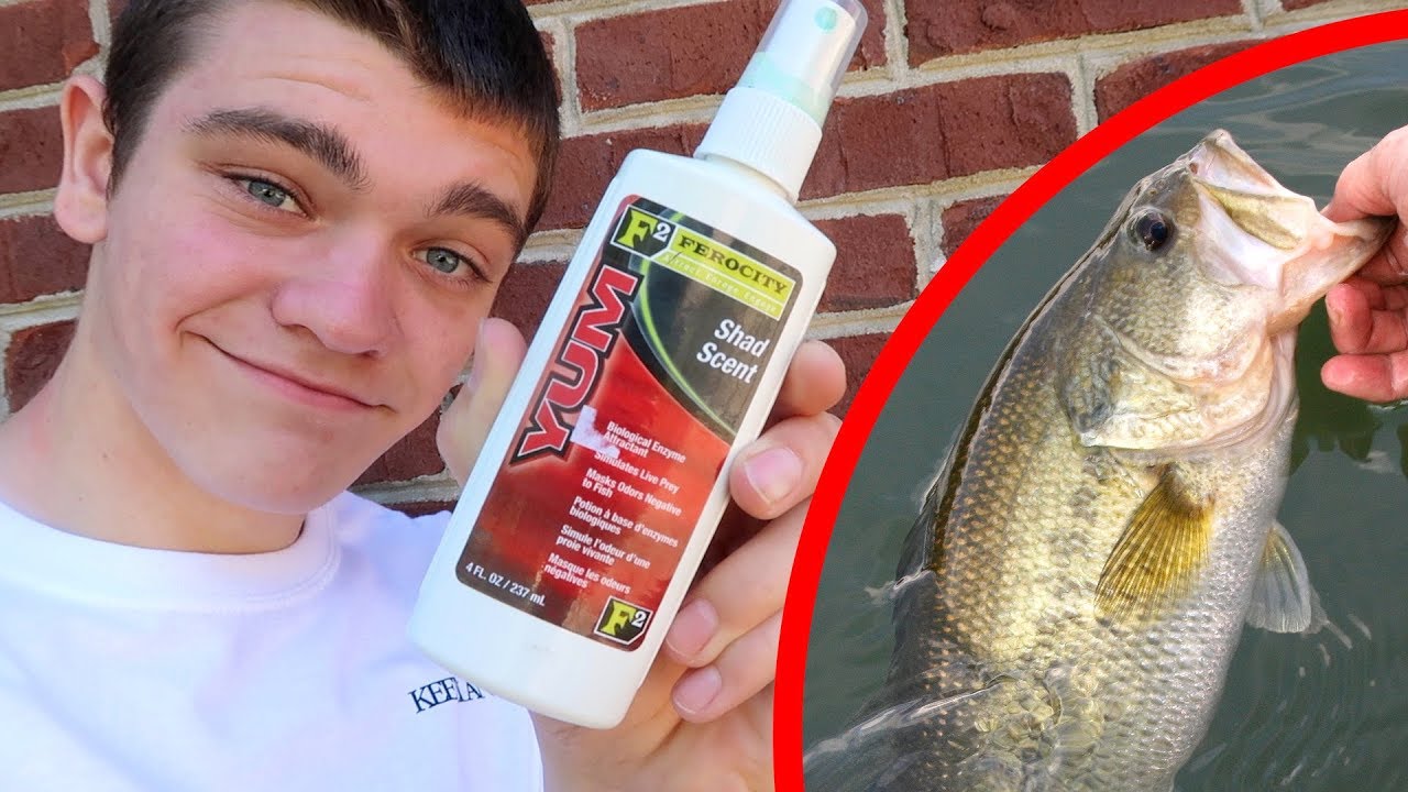 Does Shad Scent REALLY Effect Bass Fishing? 