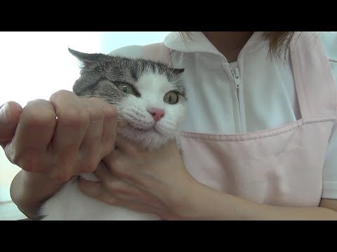 ≪ぺット手帳≫猫ちゃんの粉薬&液剤の上手な飲ませ方 hqdefault