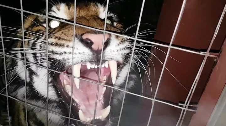 Best tiger roar ever !