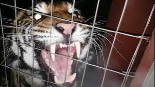Best tiger roar ever !