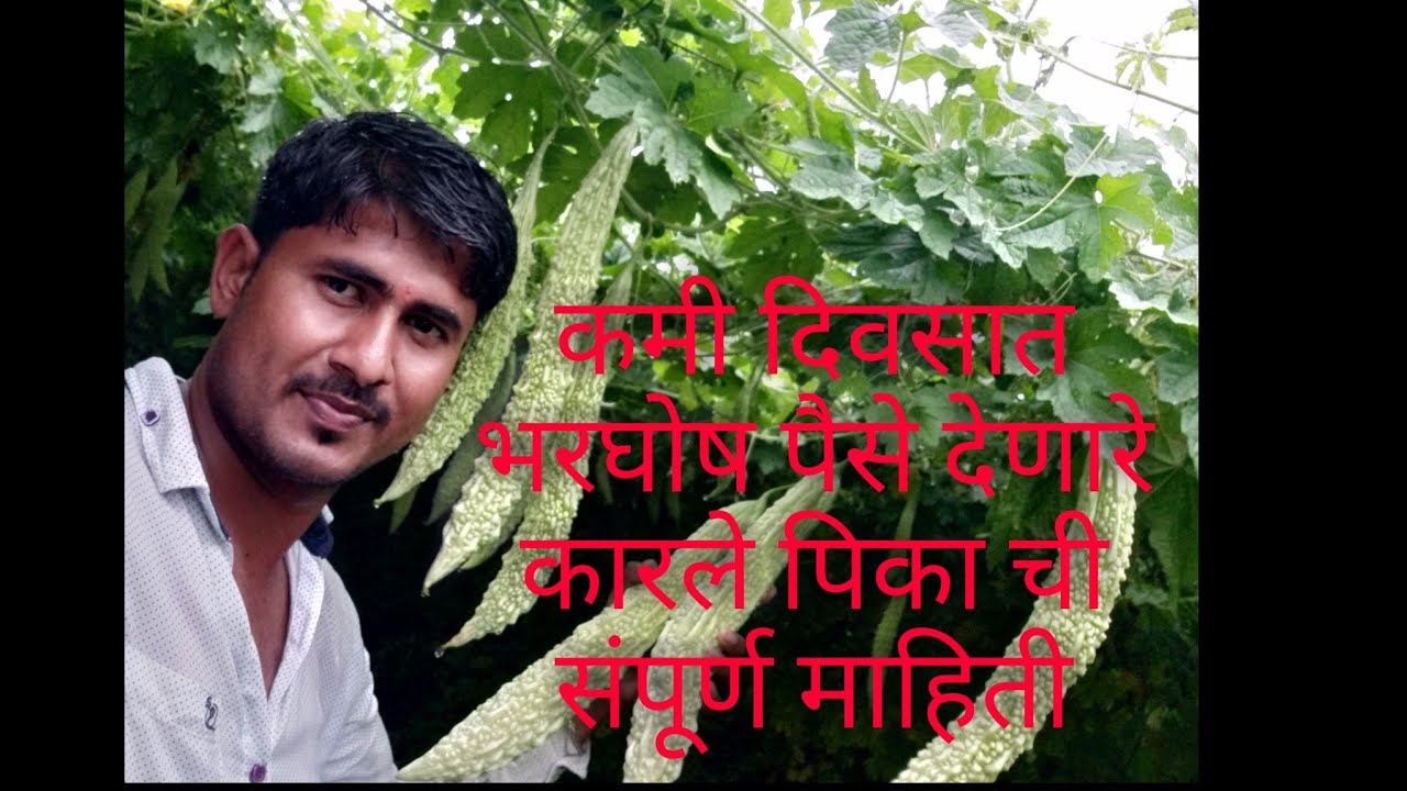 Karle lagwad/ कारले लागवड तंत्रज्ञान ..