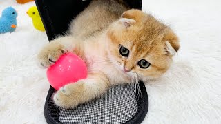The kitten is hugging the ball and doesn't want to leave his bag - Cute cat video 🐈 by Animal Gaby 4,364 views 1 year ago 3 minutes, 23 seconds
