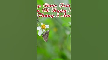 4 con giáp nhận lộc tháng 5 âm lịch Giàu nứt đố #tailoc #tuoidan #tuvi #phongthuy #phongthuy2025