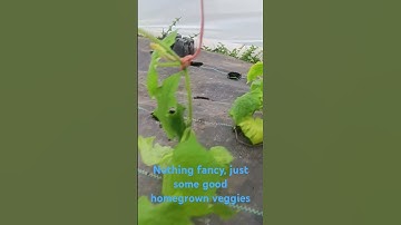 Easy way to trellis your cucumbers
